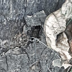 Collettivo La relazione delle cose